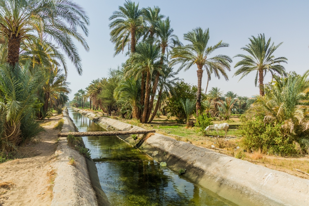 Irrigation,canal,by,the,river,nile,,egypt
