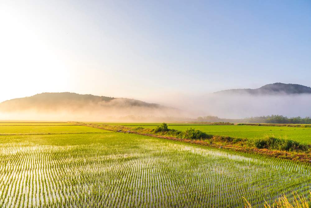 South Korea Macro Brief: September 2025