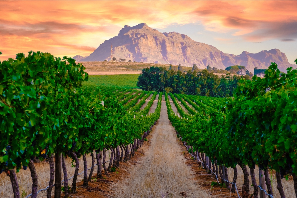 Vineyard,landscape,at,sunset,with,mountains,in,stellenbosch,near,cape